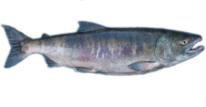 大麻哈 Oncorhynchus keta