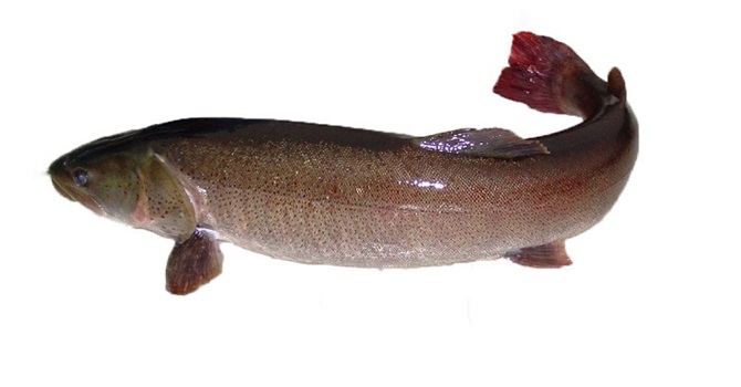 哲罗鲑鱼图片 喀纳斯图片